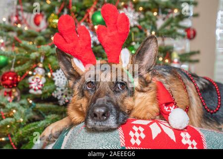 Berger Allemand wearing red reindeer antlers en attente de Père Noël en face de l'arbre de Noël décoré. Banque D'Images