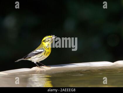 Un mâle paruline de Townsend (Setophaga townsendi), un petit oiseau chanteur du Nouveau Monde orangée famille, perché sur le flanc d'un bain d'oiseaux. Banque D'Images