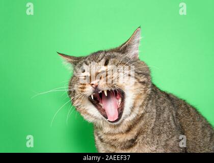 Portrait d'un chubby gris et brun tabby cat avec la bouche grande ouverte, les yeux fermés. Semble être de rire, pleurer ou hurler. Fond vert avec l'exemplaire Banque D'Images