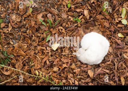 Chat Blanc moelleux, recroquevillé en boule, se trouve à l'automne feuillage. À partir de la photo ci-dessus. Banque D'Images