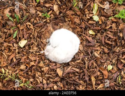 Chat Blanc moelleux, recroquevillé en boule, se trouve à l'automne feuillage. À partir de la photo ci-dessus. Banque D'Images