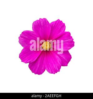 Cosmos flower rose lumineux isolé sur un fond blanc. Fraîches et naturelles cosmos fleur fleur gros plan, Vue de dessus d'isoler Banque D'Images