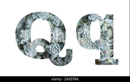 Lettre Q, l'alphabet en minuscule et en majuscule isolé sur blanc. Lettre à motifs gris argent succulentes plantes isoler Banque D'Images