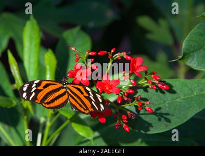 Heliconius hecale, le tigre longwing, Hecale longwing, golden longwing ou golden heliconian papillon, vue latérale de boire le nectar des petit rouge bleu ... Banque D'Images