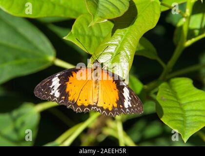 Un léopard, papillon chrysope Cethosia, Ciane sur feuilles vertes avec des ailes en extension complète. Des hommes. Banque D'Images