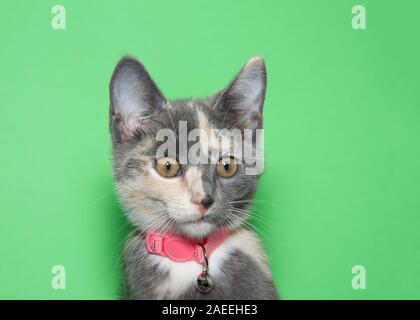 Portrait d'un adorable chaton calico buff portant un collier rose avec Bell à légèrement à droite avec les spectateurs surpris l'expression. Green backgrou Banque D'Images