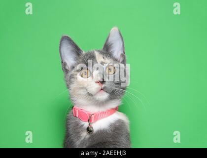 Portrait d'un adorable chaton calico buff portant un collier rose avec Bell à légèrement à droite les téléspectateurs. Fond vert avec copie espace. Banque D'Images