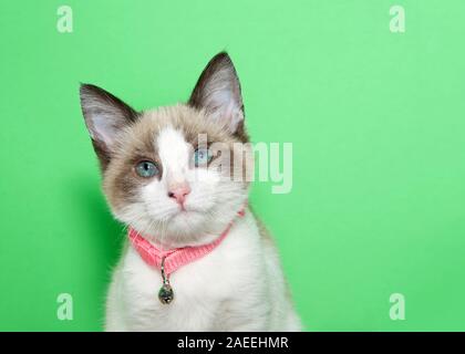 Portrait d'un adorable chaton blanc et brun clair portant un collier rose avec Bell à directement à l'afficheur. Fond vert avec copie espace. Banque D'Images