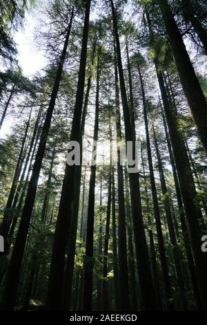 Forêt arbres Deodar, Wildlife Sanctuary, Manali, Himachal Pradesh, Inde, Asie Banque D'Images