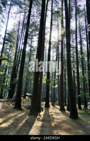 Forêt arbres Deodar, Wildlife Sanctuary, Manali, Himachal Pradesh, Inde, Asie Banque D'Images