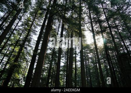 Forêt arbres Deodar, Wildlife Sanctuary, Manali, Himachal Pradesh, Inde, Asie Banque D'Images