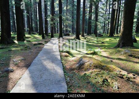 Forêt arbres Deodar, Wildlife Sanctuary, Manali, Himachal Pradesh, Inde, Asie Banque D'Images