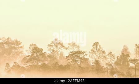 Dans la forêt de brouillard matin brumeux condensées en vapeur. épais brouillard masquer la vue Créer un contour silhouette d'arbres la gorge. Bois de conifères en excellent Banque D'Images