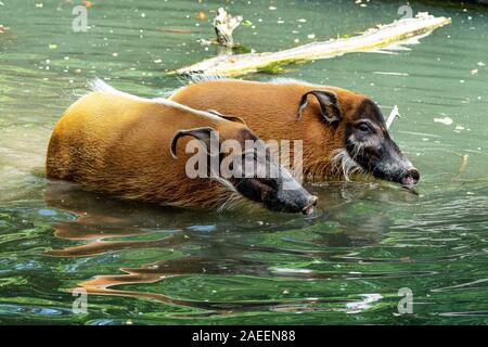 Rivière Rouge, porc-Potamochoerus porcus, aussi connu sous le potamochère. Banque D'Images