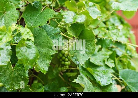 Vert Vert grappe en jour de pluie avec des gouttes d'eau sur les feuilles, closeup Banque D'Images