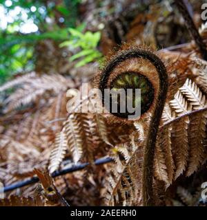 Une nouvelle fronde de fougère appelée un koru commence à peine à se déployer dans une nouvelle feuille de fougère, la Nouvelle-Zélande. Banque D'Images