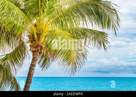 Coconut palm tree, Fort Lauderdale, Floride. Banque D'Images