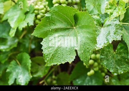 Vert Vert grappe en jour de pluie avec des gouttes d'eau sur les feuilles, closeup Banque D'Images