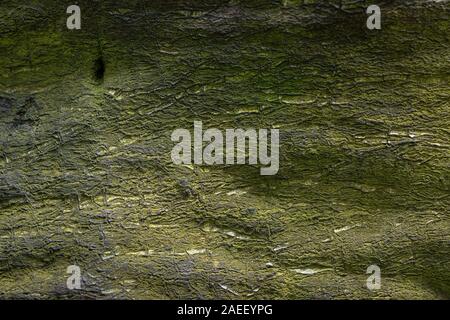 La texture de l'écorce marron de secours d'arbre avec mousse verte sur elle. Création de texture Relief une vieille écorce. Banque D'Images