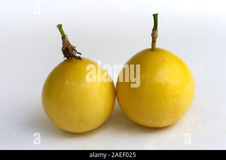 Jaune à maturité deux fruits de la passion, Passiflora edulis, fond blanc, Thiruvananthapuram, Kerala, Inde, Asie Banque D'Images