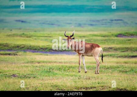 (Bubale Alcelaphus buselaphus), également connu sous le nom de kongoni, Banque D'Images