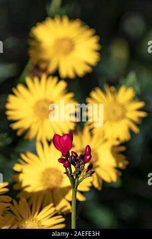 Les fleurs rouges de Jatropha - Nettlespurge close up sur un arrière-plan flou de fleurs chrysanthème sauvage jaune Banque D'Images