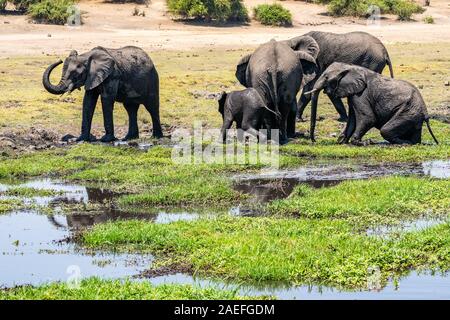 Un troupeau d'éléphants africains de l'eau potable dans un trou d'arrosage. Photographiée au Parc National de Chobe au Botswana Banque D'Images