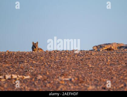 Le loup d'arabie (aka desert wolf Canis lupus les arabes). Ce loup est sous-espèce de loup gris. Photographié en Israël, désert du Néguev Banque D'Images