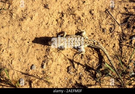 Le Be'er Sheva fringe-lézard (Acanthodactylus beershebensis fingered) est une espèce de lézards de la famille des Lacertidae. Il est membre de l'subfamil Banque D'Images