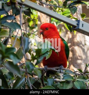 Australian King-perroquet mâle dans le jardin de Hughes, ACT, Australie sur un matin de printemps en octobre 2019 Banque D'Images