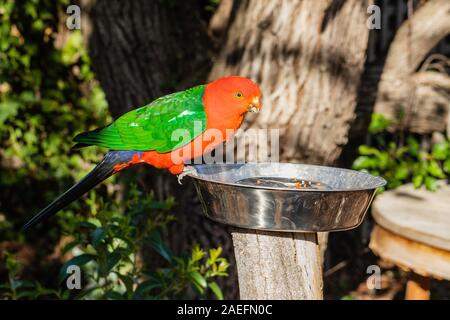 Australian King-perroquet mâle dans le jardin de Hughes, ACT, Australie sur un matin de printemps en octobre 2019 Banque D'Images