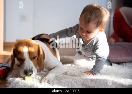 Portrait d'un an bébé assis sur un tapis dans la chambre un chien beagle et sourire au visage. Banque D'Images