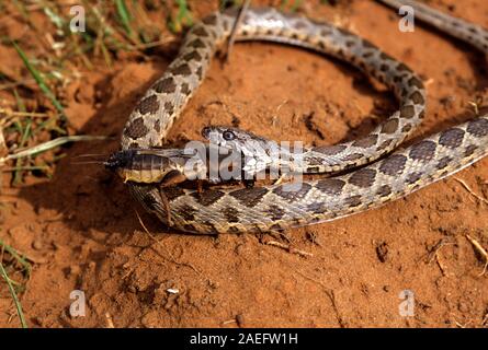 Coin-marqués (Hemorrhois nummifer Serpent Coluber nummifer syn) AKA Racer asiatique ou pièce de serpent qui se nourrit d'une courtilière. Photographié en Israël Banque D'Images