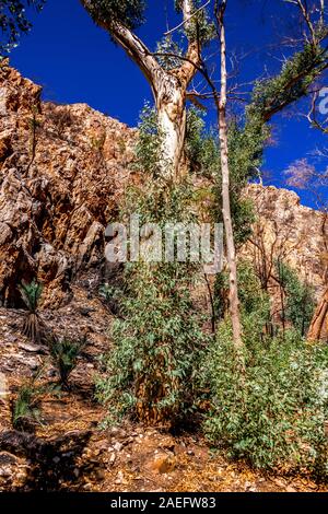 Les répercussions de la Jan 2019 de brousse et des repousses successives dans les West MacDonnell Ranges et les effets dévastateurs dans le gouffre. zone Stanley Banque D'Images