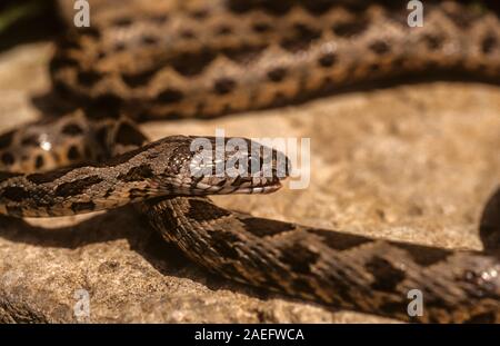Coin-marqués (Hemorrhois nummifer Serpent Coluber nummifer syn) AKA Racer asiatique ou pièce de serpent. Photographié en Israël Banque D'Images
