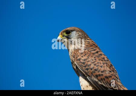 Portrait de la tête et les épaules d'un Faucon crécerelle Falco tinnunculus oiseaux contre un fond de ciel d'été bleu Banque D'Images