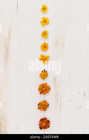 Vue de dessus de la ligne de fleurs, de petites à grandes on white background. Tagètes (Tagetes erecta, mexicains, Aztec marigold souci, marigol africains Banque D'Images