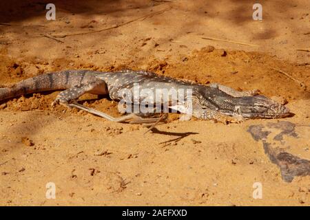 Moniteur du désert (Varanus griseus). une espèce de lézards de l'ordre Squamata trouvés dans toute l'Afrique du Nord et l'Asie centrale et du Sud. Banque D'Images