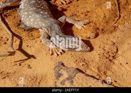 Moniteur du désert (Varanus griseus). une espèce de lézards de l'ordre Squamata trouvés dans toute l'Afrique du Nord et l'Asie centrale et du Sud. Banque D'Images