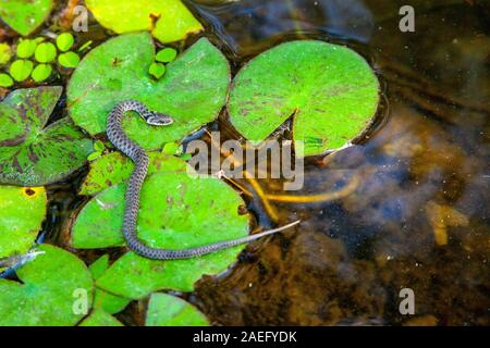 Snake (Natrix tessellata dés). Les serpents sont dés'SERPENTS non venimeux qui vivent près des rivières, ruisseaux et lacs, et se nourrissent principalement de poissons. Pho Banque D'Images