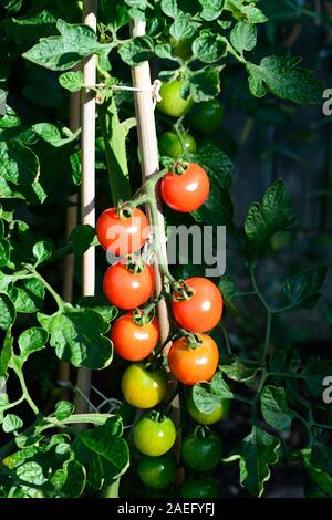 Le mûrissement des tomates d'Alicante sur la plante. Banque D'Images