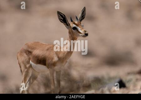 La gazelle dorcas (Gazella dorcas), également connu sous le nom de gazelle, Ariel est une petite commune et gazelle. La gazelle dorcas tient environ 55 à 65 cm à la s Banque D'Images