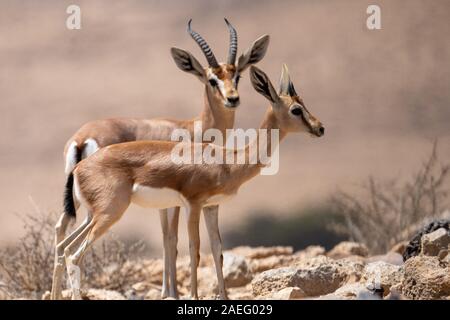 La gazelle dorcas (Gazella dorcas), également connu sous le nom de gazelle, Ariel est une petite commune et gazelle. La gazelle dorcas tient environ 55 à 65 cm à la s Banque D'Images