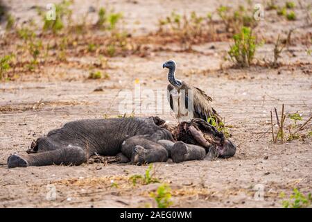 La carcasse d'un monstrueux éléphant est mangé par les vautours à dos blanc (Gyps africanus). Photographiée au parc national de Hwange, Zimbabwe Banque D'Images
