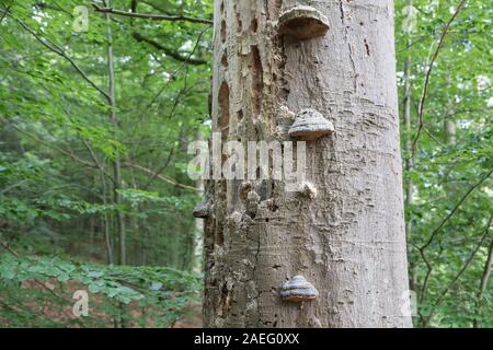 Tronc d'arbre mort dans la forêt de feuillus Banque D'Images