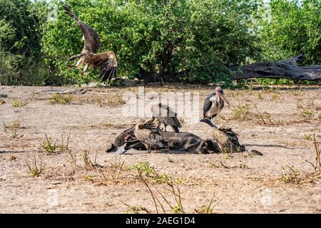 La carcasse d'un monstrueux éléphant est mangé par les vautours à dos blanc (Gyps africanus) et cigognes marabout (crumenigerus Flamant rose (Phoenicopterus ruber). Photographié à Hwange Banque D'Images