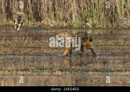 Le chacal doré (Canis aureus), également appelé l'asiatic, oriental ou chacal commun. Photographié en Israël Banque D'Images