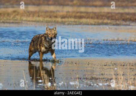 Le chacal doré (Canis aureus), également appelé l'asiatic, oriental ou chacal commun. Photographié en Israël Banque D'Images