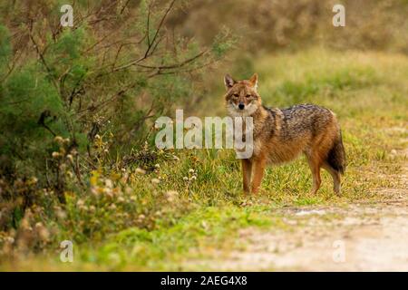 Le chacal doré (Canis aureus), également appelé l'asiatic, oriental ou chacal commun. Photographié en Israël Banque D'Images