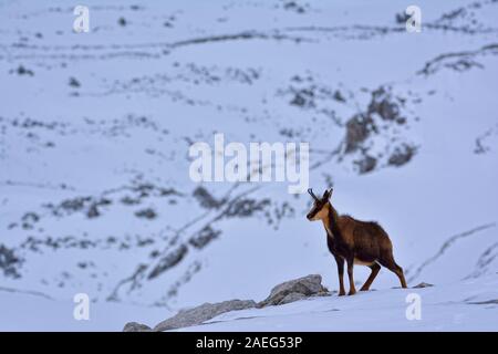 Chamois dans la neige sur les sommets du Parc National Picos de Europa en Espagne. Rebeco,Rupicapra rupicapra. Banque D'Images